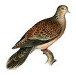 Oriental turtle-dove vintage bird png sticker hand drawn