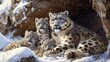 A mother snow leopard tenderly nursing her cubs in a snowy mountain den, exemplifying maternal care