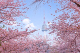 Fototapeta Tulipany - seoul tower in spring with cherry blossom tree in full bloom, south korea.