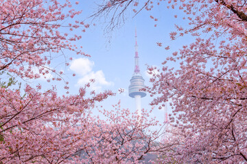 Wall Mural - seoul tower in spring with cherry blossom tree in full bloom, south korea.