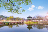 Fototapeta Tulipany - Gyeongbokgung palace in spring time in seoul city of korea, south korea.