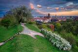 Fototapeta Konie - Beautiful blooming tree and the Main City of Gdansk at spring sunset, Poland