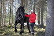 in early spring, a girl and a big black shaggy horse walk in the forest together