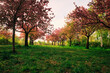 Kirschblüte - Kirschbäume - Asahi - Teltow - Brandenburg - Germany - Blütenpracht - Cherry - Blossoms - Flower - Green - Japanese - Background - Sakura - Concept	