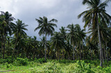 Fototapeta Morze - Tropical landscape. Beautiful green coconut palms plantation.