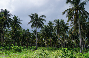 Poster - Tropical landscape. Beautiful green coconut palms plantation.