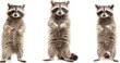 three raccoons with charismatic gaze on white background
