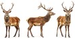 portrait series of majestic stags on white background