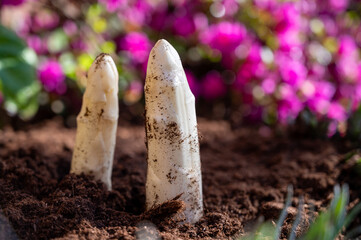 Harvesting of organic white asparagus on Dutch farm, spring growth on delicious vegetables in garden and blossom of azalea, Netherlands