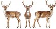 Three realistic deer head, full body and two antlers on white background