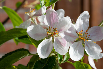 Wall Mural - Fruit orchard in spring, pink blossom of apple fruit trees close up