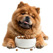 Pet dog eat healthy food from bowl, dog feeding
