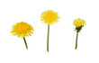 Bright yellow dandelions flowers with green stem isolated on white