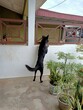 black dog on the porch
