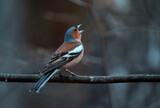 Fototapeta Dmuchawce - a beautiful bird, a male finch sits on a branch in a spring evening park and sings