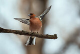 Fototapeta Koty - beautiful bird male finch sits on a branch in a spring evening park and flaps its wings