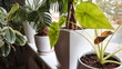 The stylish interior of home garden with different ceramic and concrete pots on the window sill