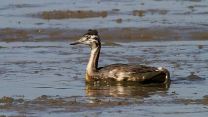 Wall Mural - Young great crested grebes on shallow fishpond, Crna Mlaka in Croatia