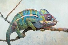 Colorful Chameleon Resting On Tree Branch Against Bright Blue Background In Natural Habitat Illustration
