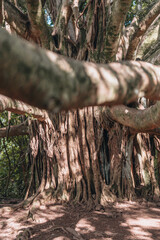 tree in the forest of hawaii