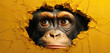 Intense chimpanzee face emerging through a cracked yellow wall, eyes gazing with deep curiosity.