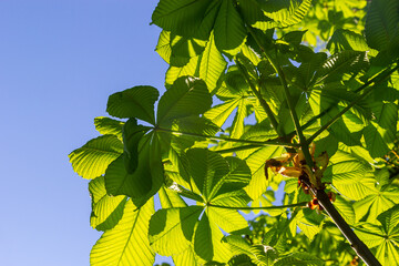 Wall Mural - Green Chestnut Leaves in beautiful light. Spring season, spring colors. Aesculus hippocastanum, the horse chestnut