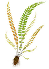 Asplenium Trichomanes (Maidenhair Spleenwort) Fern Leaf Illustration Transparent Png