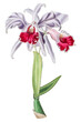 Vintage lilac cattleya flower png illustration floral drawing