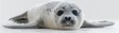 Playful seal pup in watercolor, clipart style, soft grays and whites, single object, eyes gleaming with curiosity, isolated on a white background , 3D render