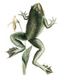Bull Frog png sticker, vintage animal illustration transparent background