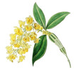 Tropical orchid flower dendrobium png illustrated