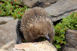 Fototapeta Dziecięca - A short beaked echidna, Tachyglossus aculeatu, also known as the spiny anteater. This is an egg laying mammal or monotreme.