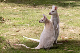 Fototapeta Dziecięca - Mother and baby white wallabies, otherwise known as the Bennetts wallaby. These animal are albino, due to a genetic mutation, and are endemic to Bruny Island, Tasmania.