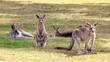 A mob or family group of Forester kangaroos, Macropus giganteus, the largest marsupial in Tasmania, Australia.