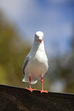Fototapeta Sawanna - Front view of a silver gull, Chroicocephalus novaehollandiae, perched on a fence. Tasmania, Australia.