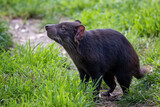 Fototapeta Dziecięca - Tasmanian Devil, Sarcophilus harrisii, the largest carnivorous marsupial and an endangered species found only in Tasmania and New South Wales, Australia.