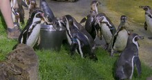Humboldt Penguins (Spheniscus Humboldti) Gulping Fishes From A Metal Bin During A Daily Feeding, Beauval Zoo, France