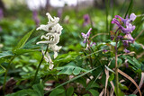 Fototapeta  - blooming small flowers Spring peas on a clearing in the forest in spring