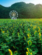 Beautiful view of white ferris wheel in sunflower farm with mountain in background. Ferris wheel with view of nature and a field of blooming sunflowers. Relaxation with beautiful and peaceful nature.