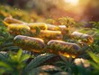 A close-up image of cannabis oil capsules laying in a field of cannabis plants with the sun rising in the background.