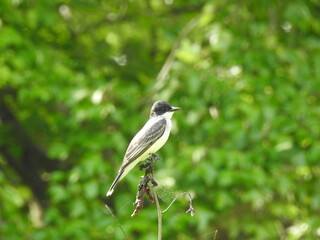 Poster - Eastern kingbird perched on branch at the Bombay Hook National Wildlife Refuge, Kent County, Delaware.