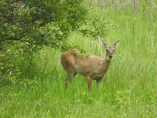 Wall Mural - A hungry whitetail deer, doe, feeding on the lush green vegetation within the Bombay Hook National Wildlife Refuge, Kent County, Delaware.