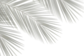 Wall Mural - realistic palm leaves leaf shadow isolated on transparent background