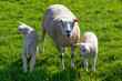  Mother sheep and two lambs in the green meadow