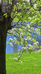 Wall Mural - The Dogwood trees are in full bloom at Otsiningo Park in Binghamton.  A very windy day at this county park in upstate NY has the flowering trees dancing to the breeze.  Tree and Lake on Warm Day.
