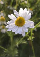 Wall Mural - Closeup of a German chamomile flowers with dew on the petals