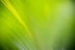 abstract background. Palm leaf edited with soft focus filter and motion blur