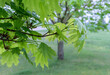 Close-up of maple tree in spring