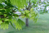 Fototapeta Lawenda - Close-up of maple tree in spring