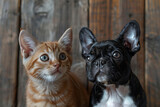 Fototapeta Koty - Adorable Ginger Kitten and Black French Bulldog Pals